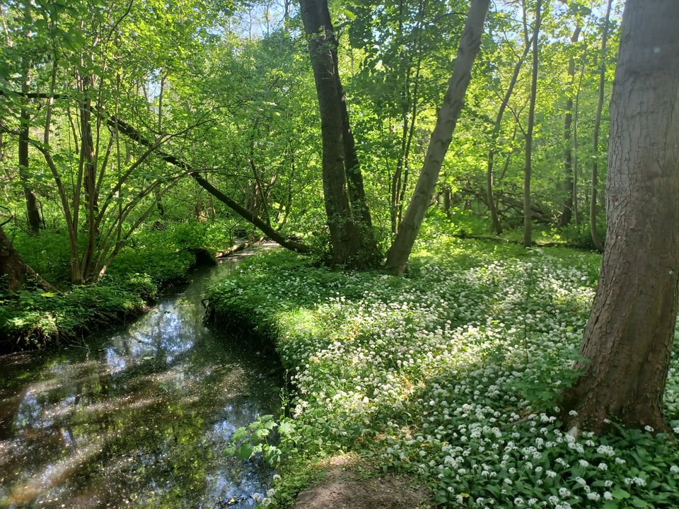 Vandstand i Lyngby Sø genoprettes