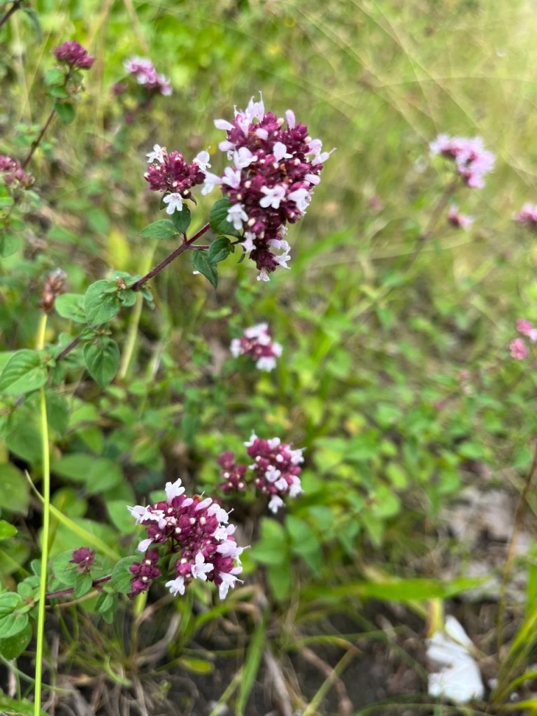 Vild oregano er en af de duftende krydderurter, der tiltrækker allerflest insekter Foto: Danske Anlægsgartnere