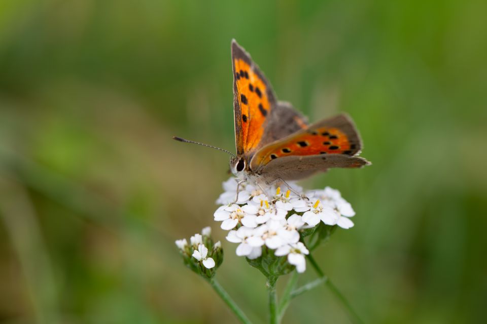 I Zoologisk Have København skal overvågningen bidrage med vigtig viden om, hvordan bestøvere trives i bynære områder, og hvordan zoologiske haver kan understøtte levesteder for truede insektarter. Foto: Signe Ellegaard